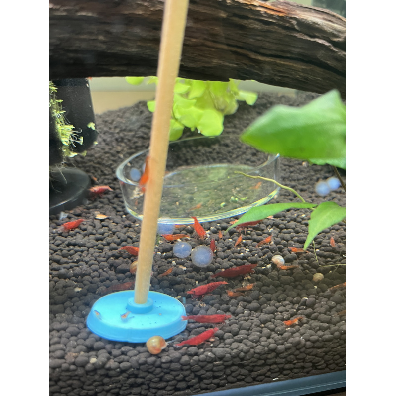Red cherry shrimp 25X