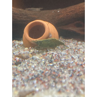 10 x “Cull” shrimp (+1)