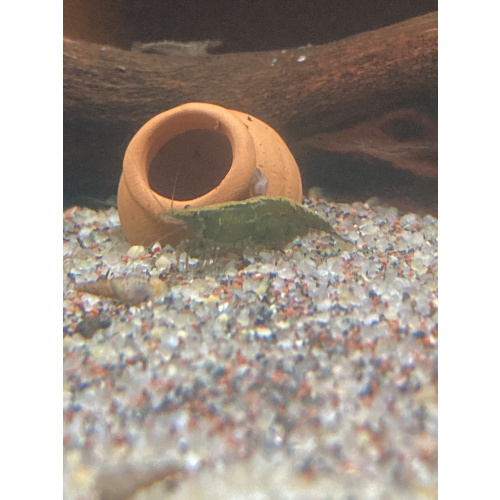 10 x “Cull” shrimp (+1)