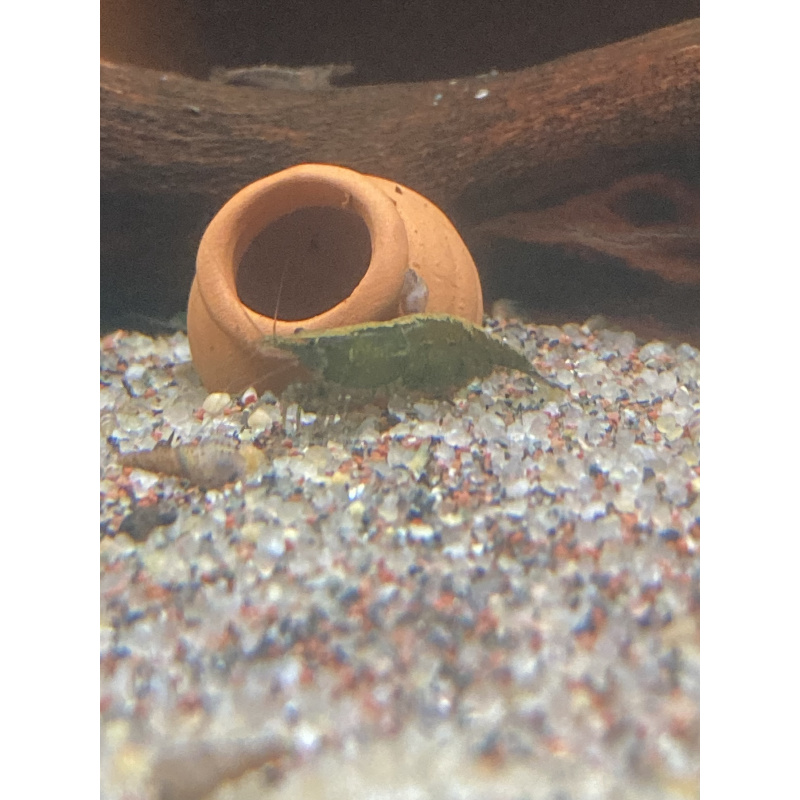 10 x “Cull” shrimp (+1)