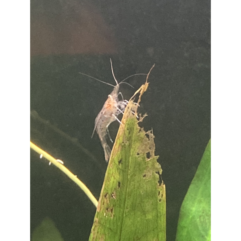 10 x “Cull” shrimp (+1)