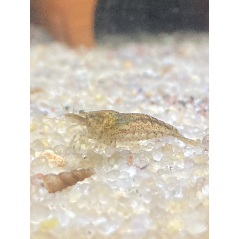 10 x “Cull” shrimp (+1)