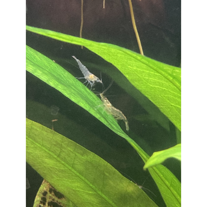 10 x “Cull” shrimp (+1)