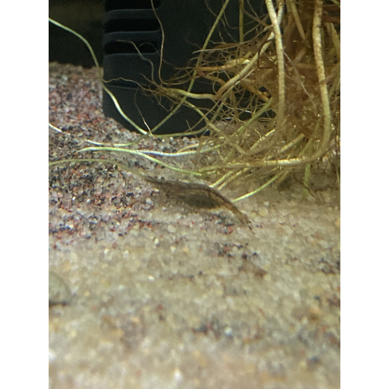 10 x “Cull” shrimp (+1)