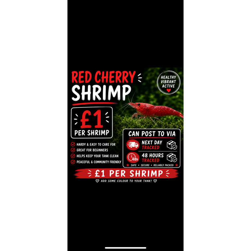 Red cherry shrimp 28X