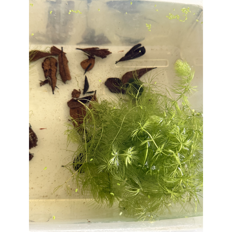 Over 30 Mixed Neocardina Shrimps