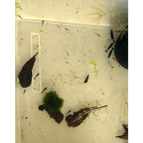 Over 30 Mixed Neocardina Shrimps
