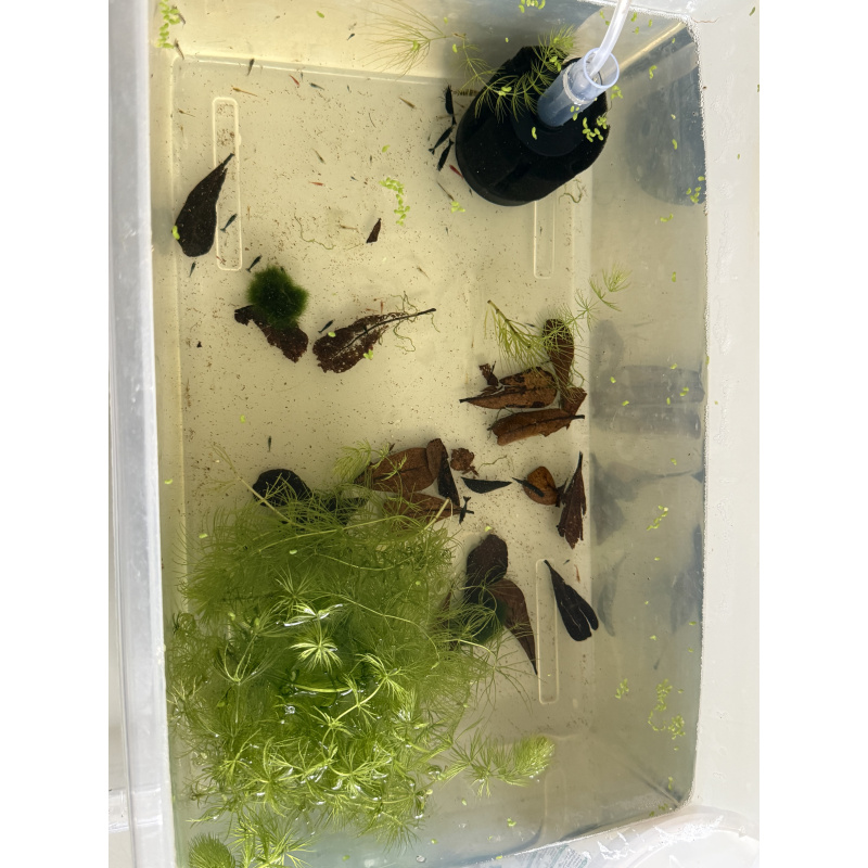 Over 30 Mixed Neocardina Shrimps