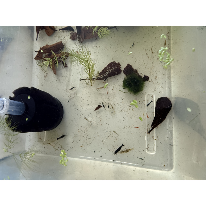Over 30 Mixed Neocardina Shrimps