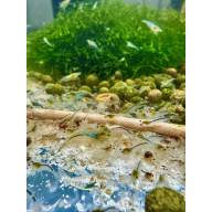 SNOWBALL Neocaridina Shrimp  10+2