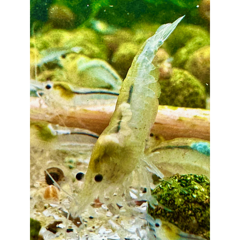SNOWBALL Neocaridina Shrimp  10+2
