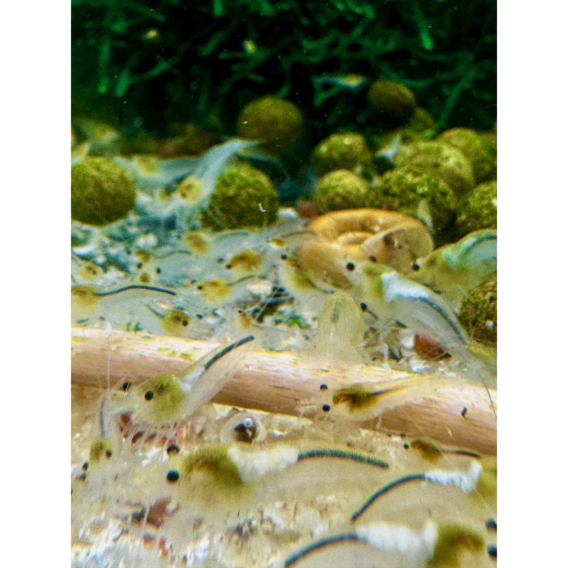 SNOWBALL Neocaridina Shrimp  10+2