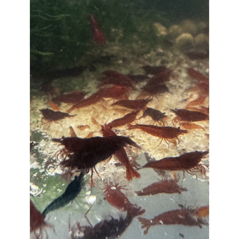 THE ONE BLOODY MARY Neocaridina Shrimp 10+2