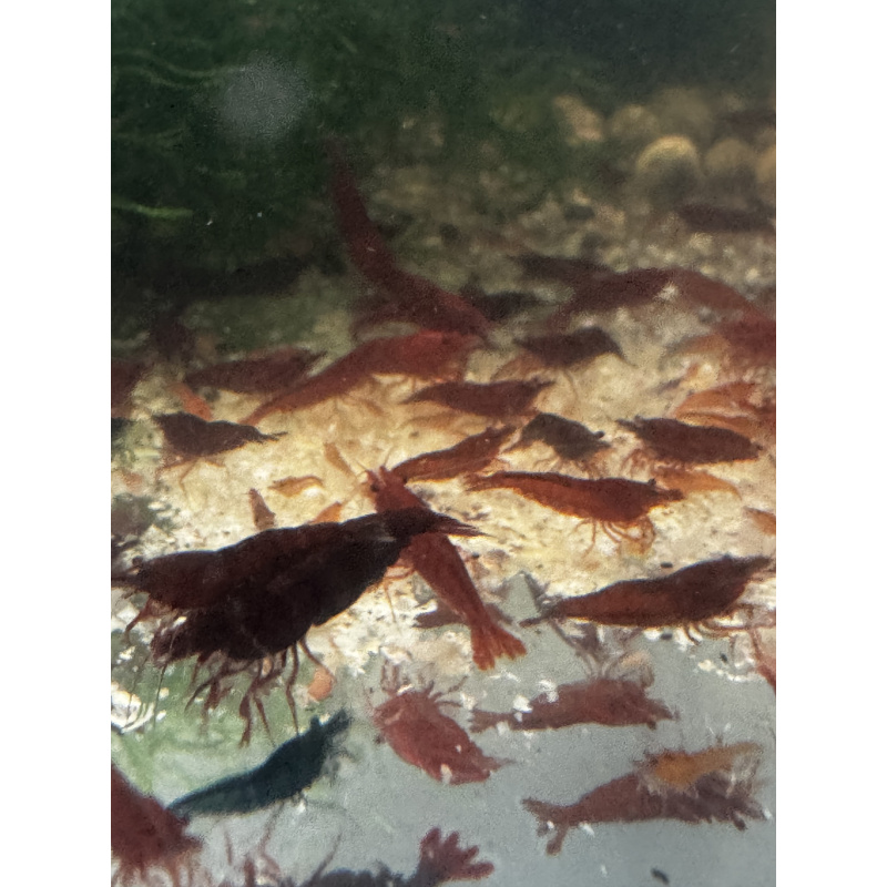 THE ONE BLOODY MARY Neocaridina Shrimp 10+2