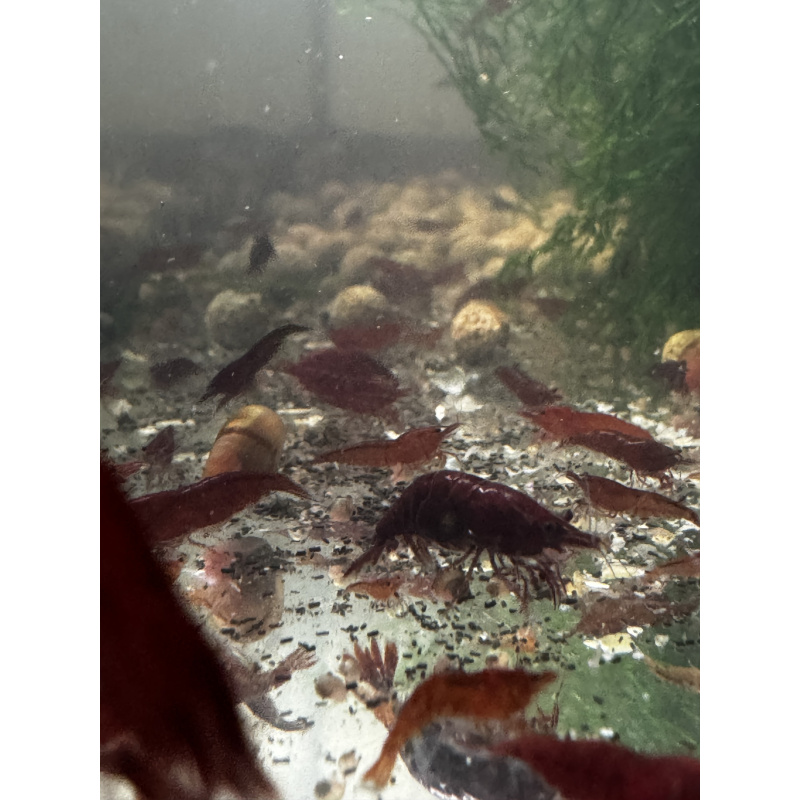 THE ONE BLOODY MARY Neocaridina Shrimp 10+2