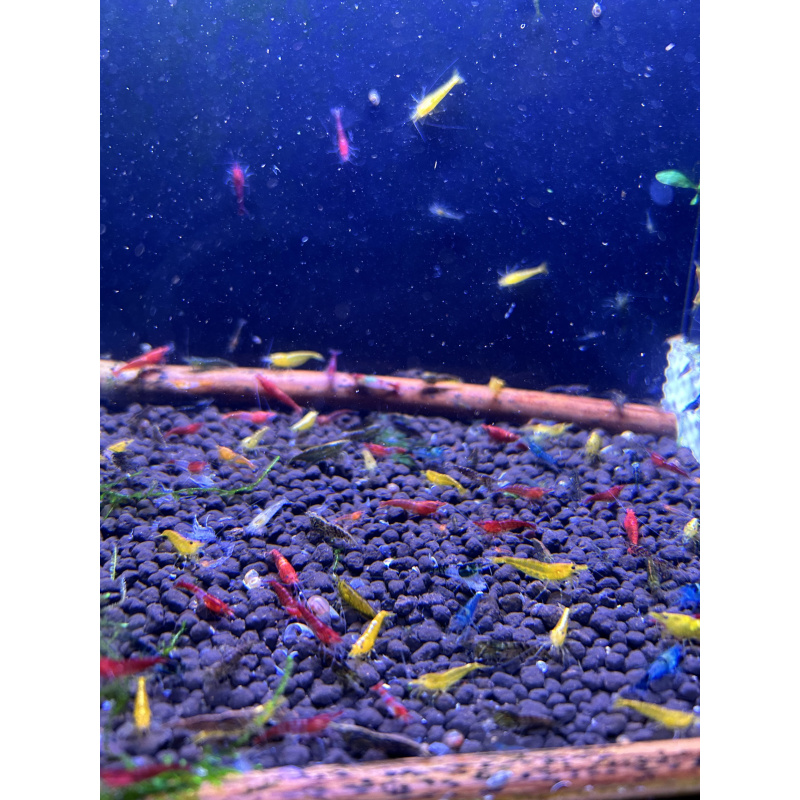 Skittles x25 Neocaridina, mixed colours £20