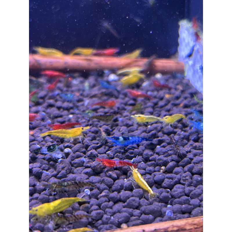 Skittles x25 Neocaridina, mixed colours £20