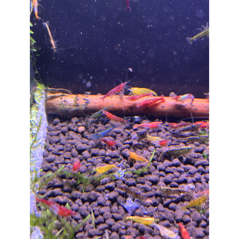 Skittles x25 Neocaridina, mixed colours £20