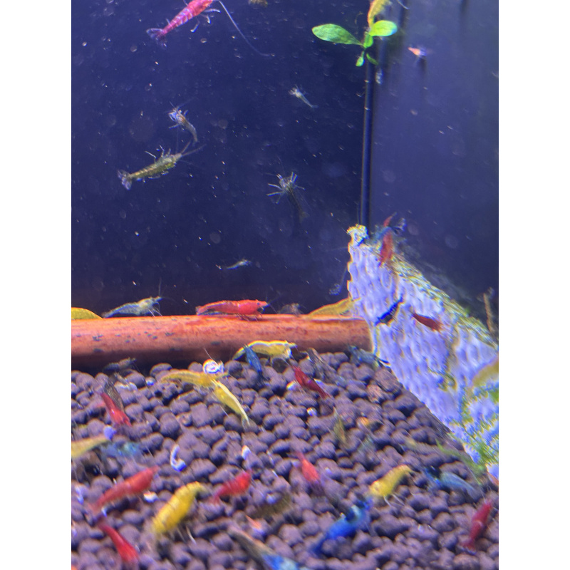 Skittles x25 Neocaridina, mixed colours £20