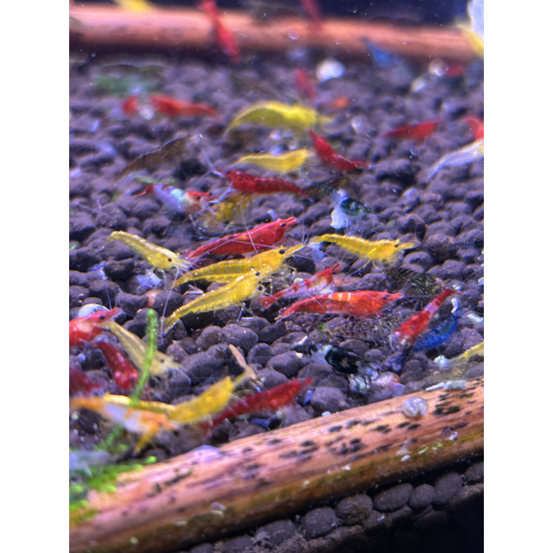 Skittles x25 Neocaridina, mixed colours £20