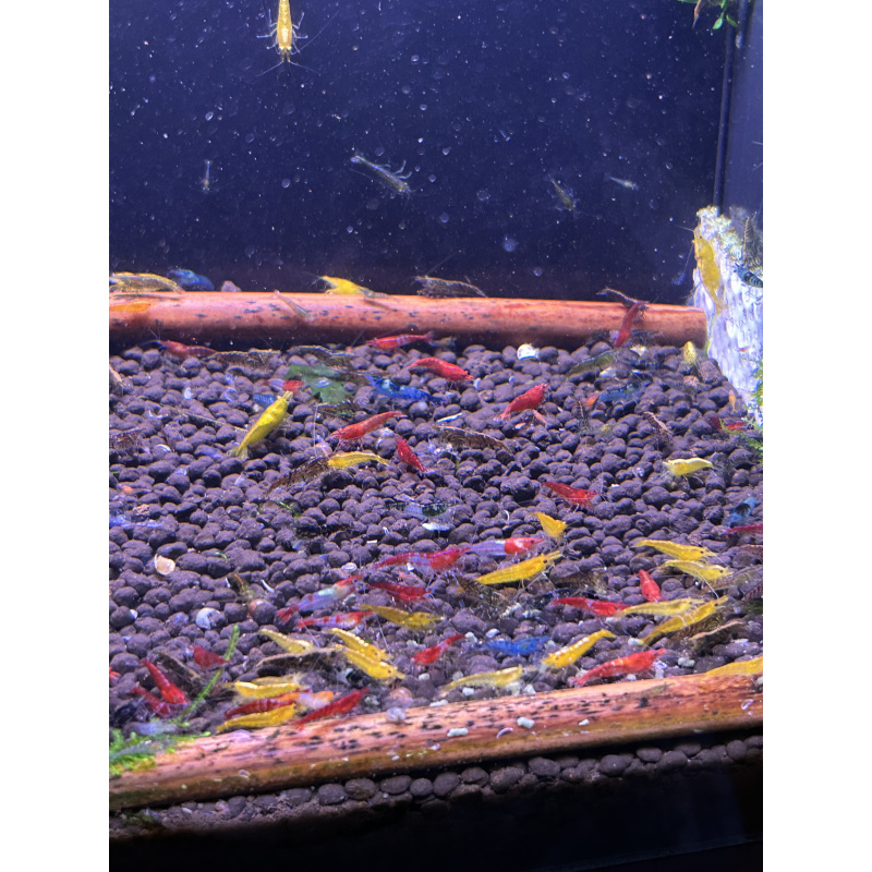 Skittles x25 Neocaridina, mixed colours £20