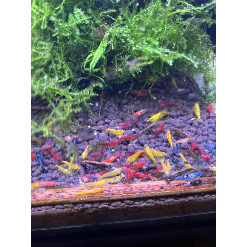 Skittles x25 Neocaridina, mixed colours £20