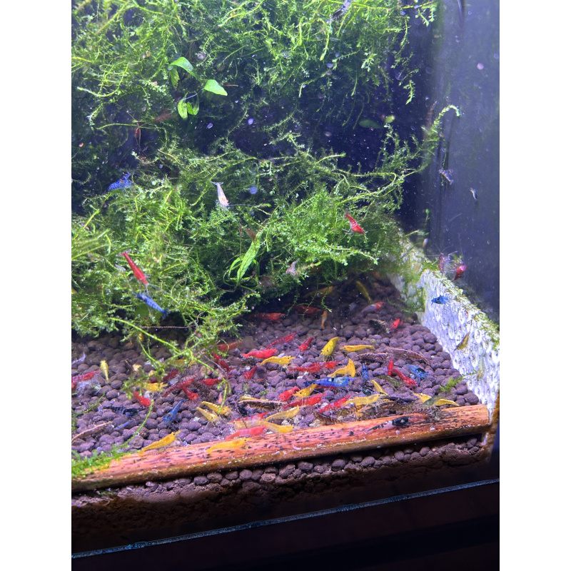 Skittles x25 Neocaridina, mixed colours £20