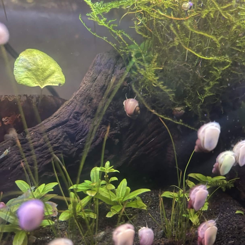 5x Baby Mystery Snails (Magenta & Ivory)