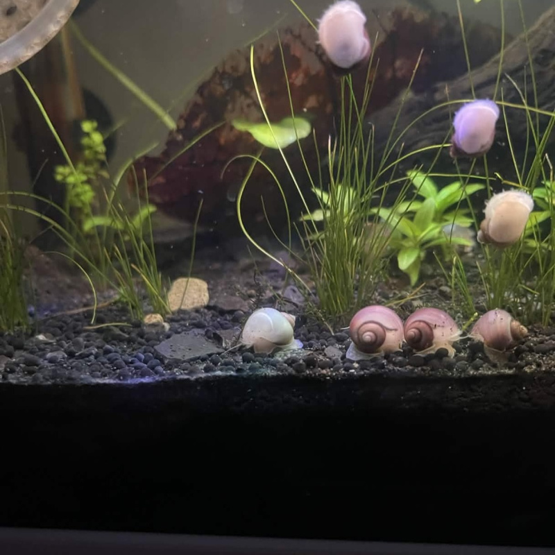 5x Baby Mystery Snails (Magenta & Ivory)