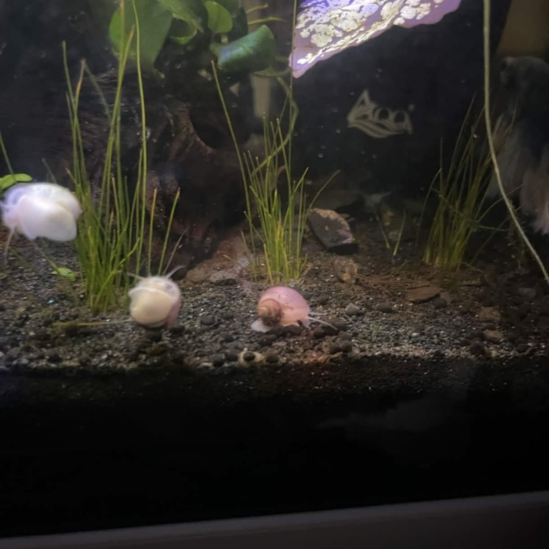 5x Baby Mystery Snails (Magenta & Ivory)