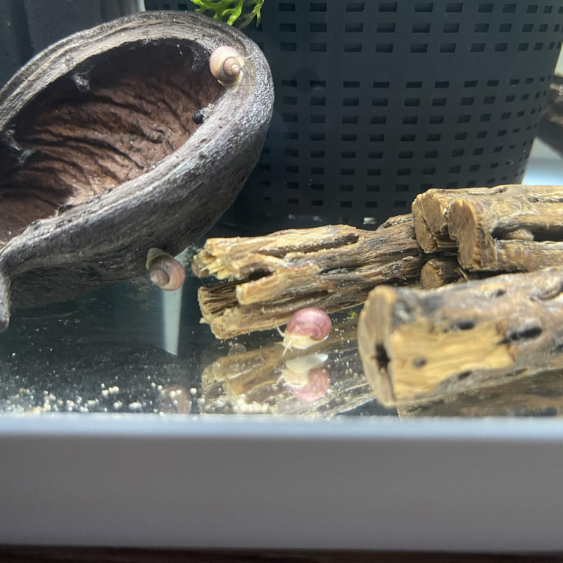 5x Baby Mystery Snails (Magenta & Ivory)