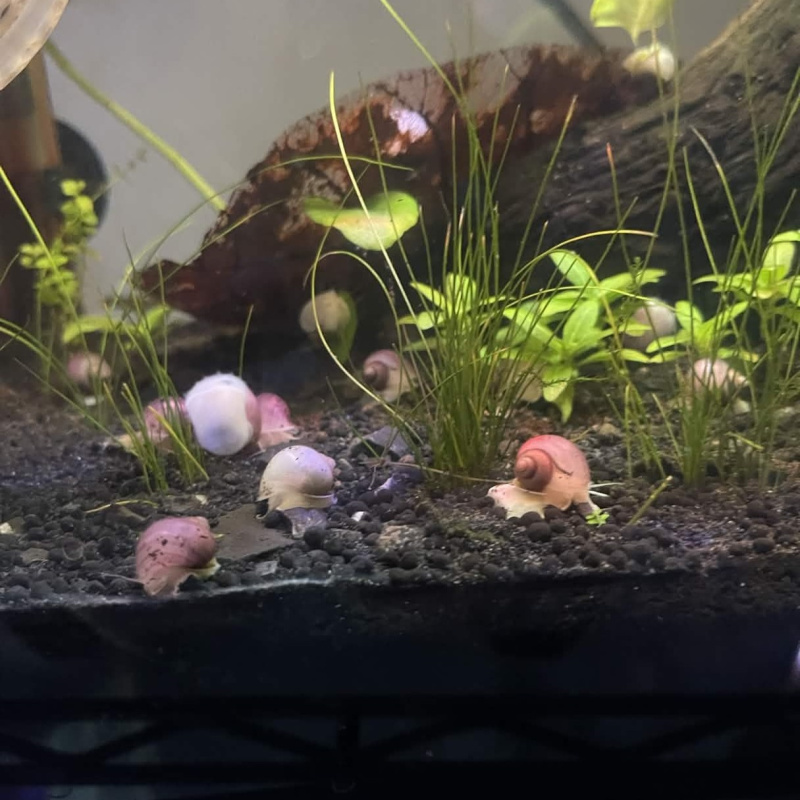 5x Baby Mystery Snails (Magenta & Ivory)