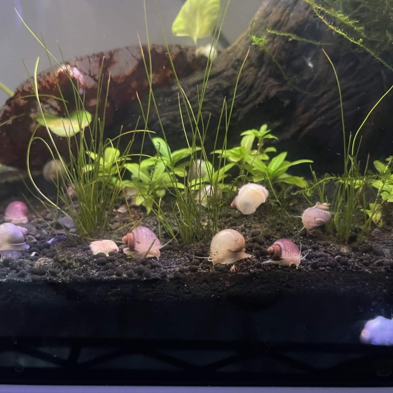 5x Baby Mystery Snails (Magenta & Ivory)