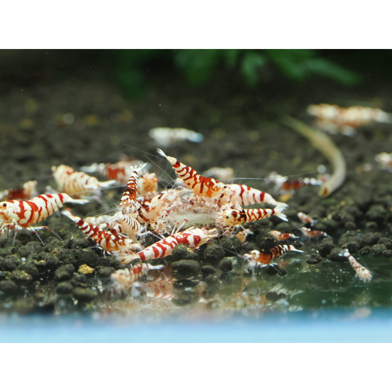 10+1 Red Fancy Tigers
