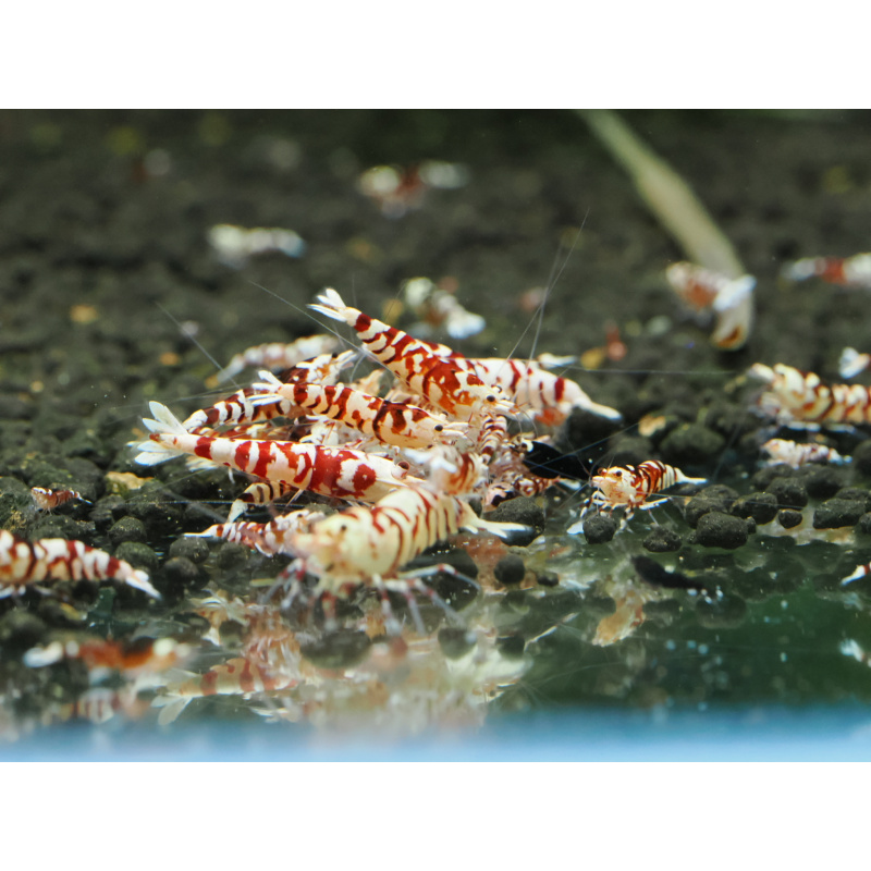 10+1 Red Fancy Tigers