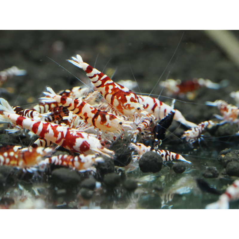 10+1 Red Fancy Tigers
