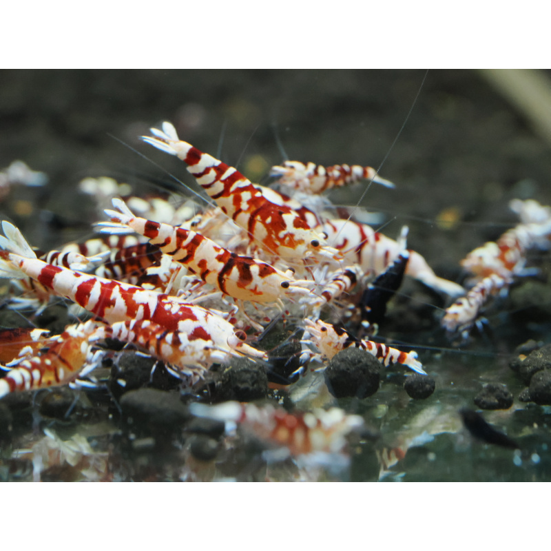 10+1 Red Fancy Tigers