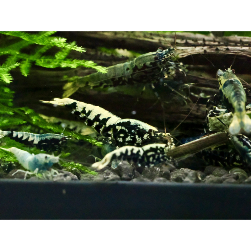 Black galaxy fishbone x10