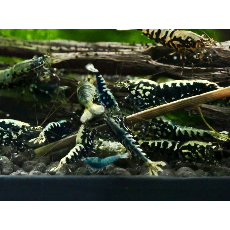 Black galaxy fishbone x10