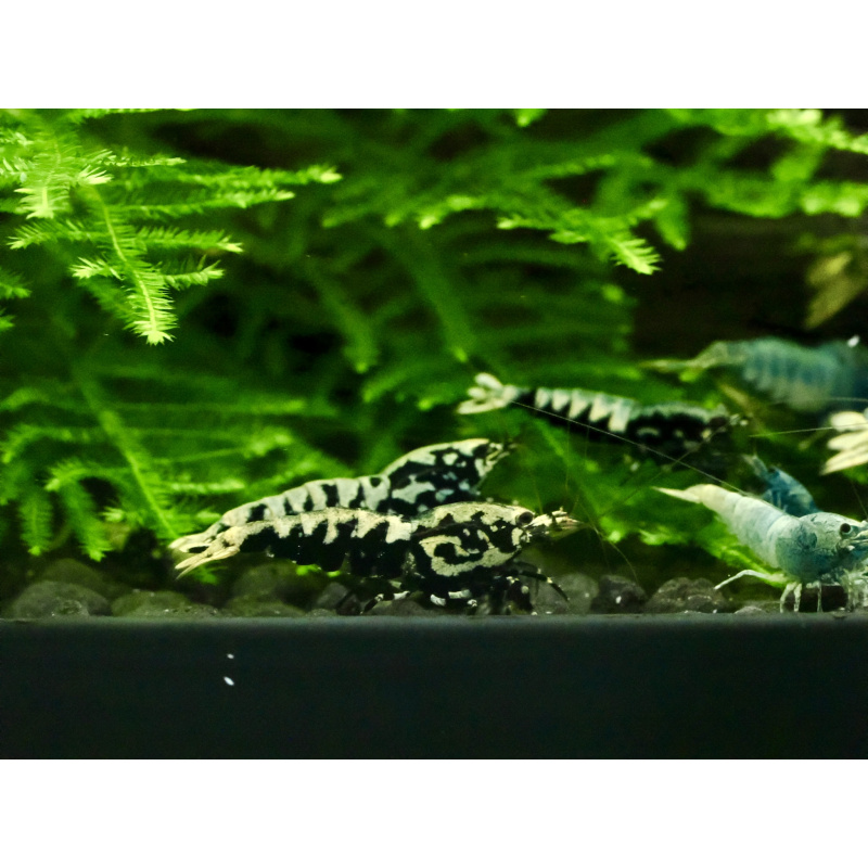 Black galaxy fishbone x10