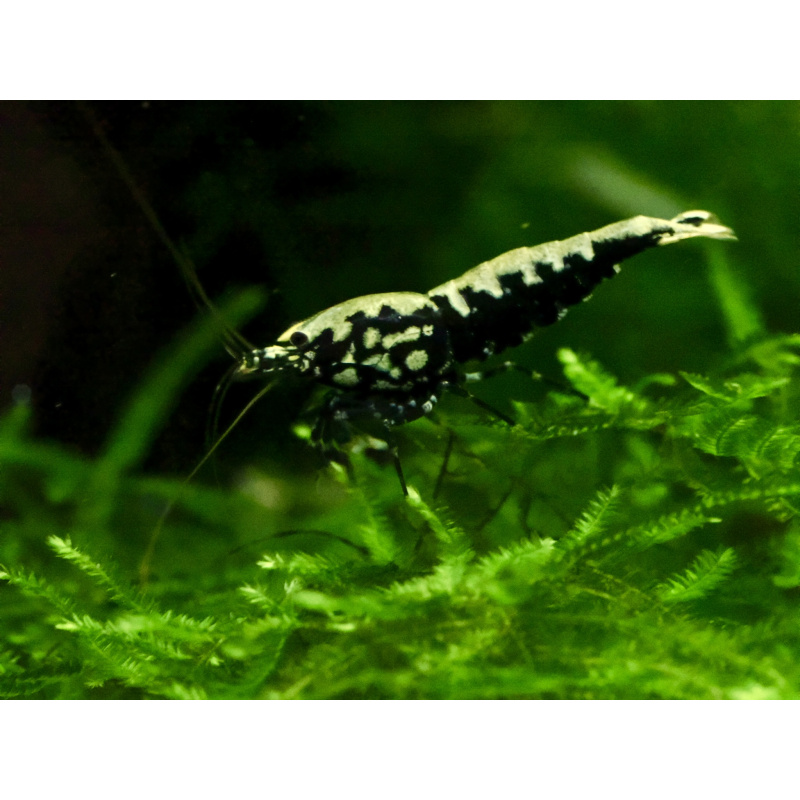 Black galaxy fishbone x10