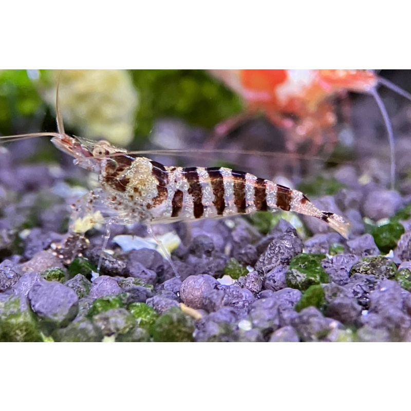 20 x Zebra babaulti shrimp