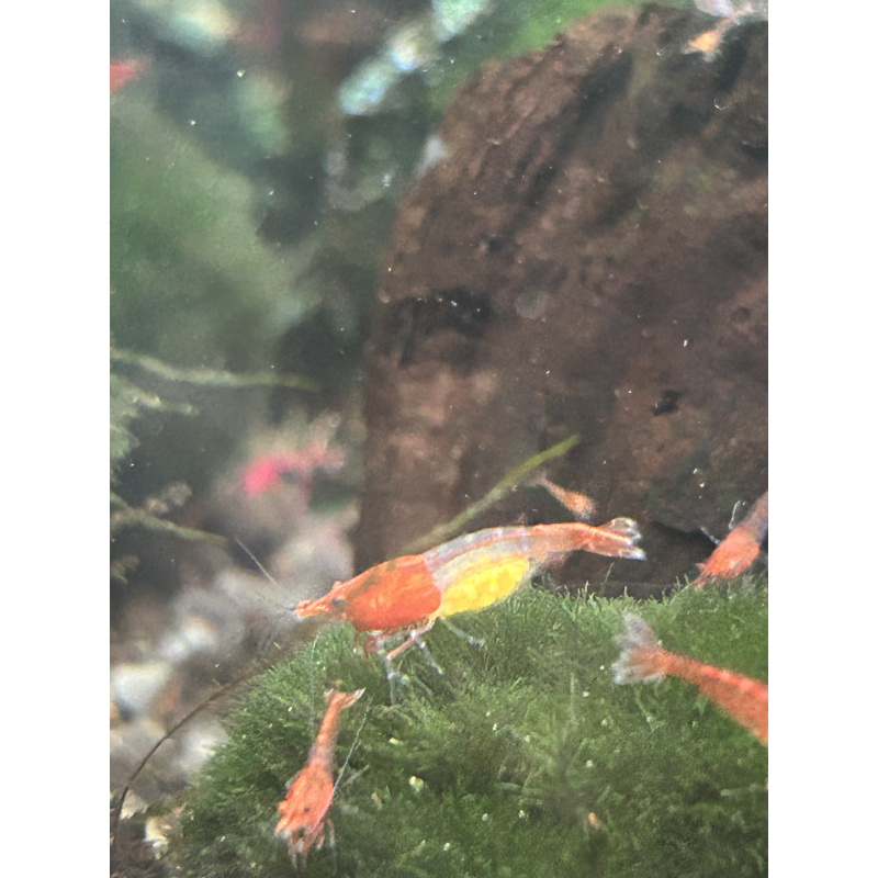 Red Rili  neocaridina shrimp x20