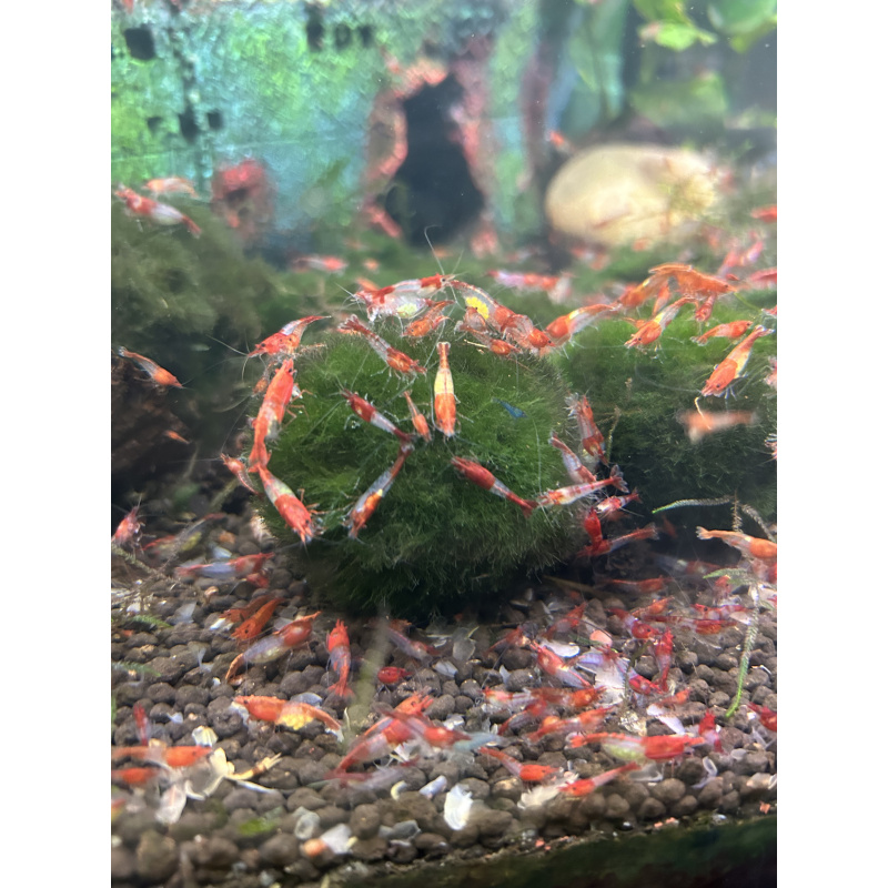 Red Rili  neocaridina shrimp x20