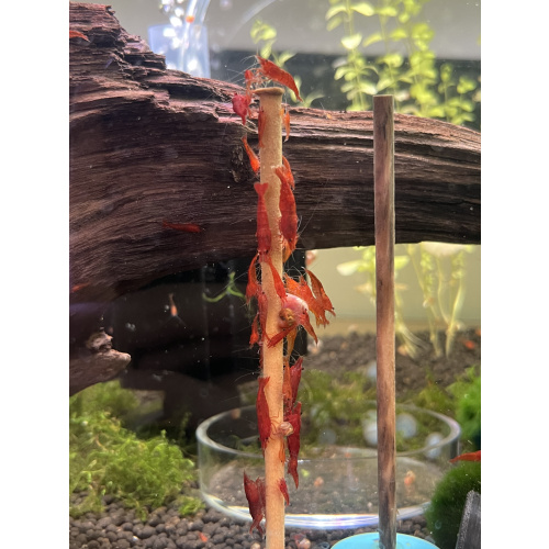 Red cherry shrimp 20X