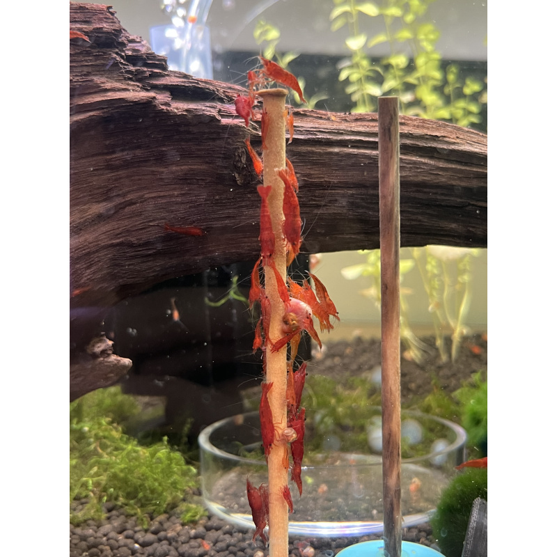 Red cherry shrimp 20X