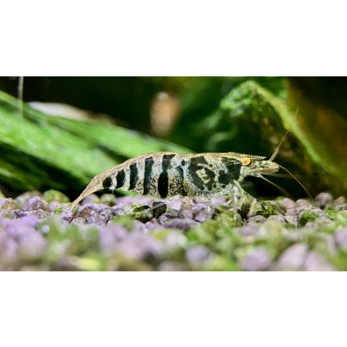 20 x Zebra babaulti shrimp