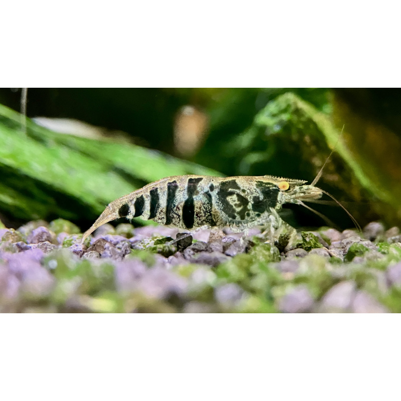 20 x Zebra babaulti shrimp