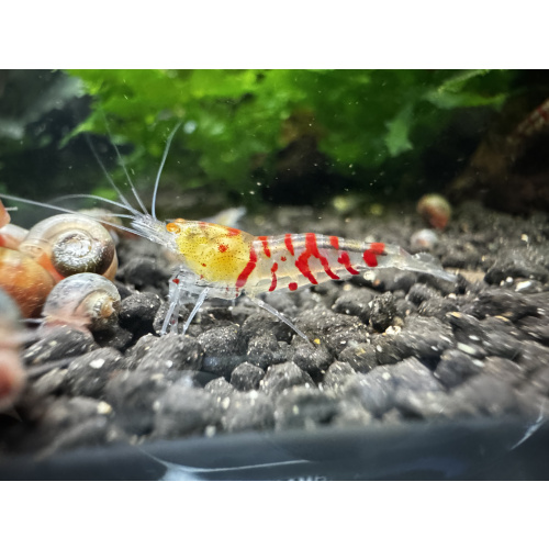 10+1 Red Tiger Orange Eye