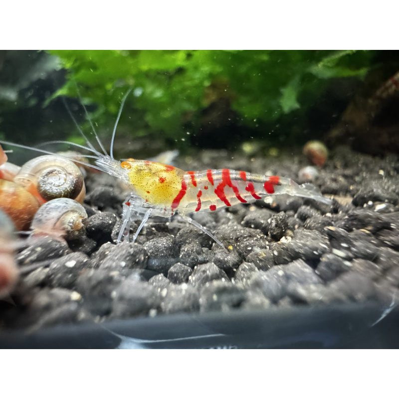 10+1 Red Tiger Orange Eye
